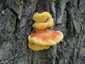 Sárga gévagomba (Laetiporus sulphureus), Duna-part